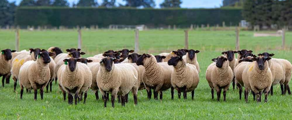 Livestock Production Assurance (LPA)