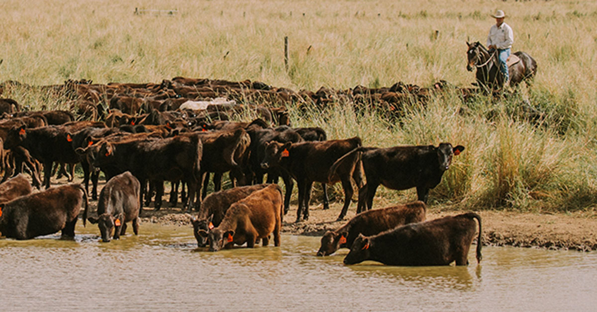 Red Meat Joins War On Waste